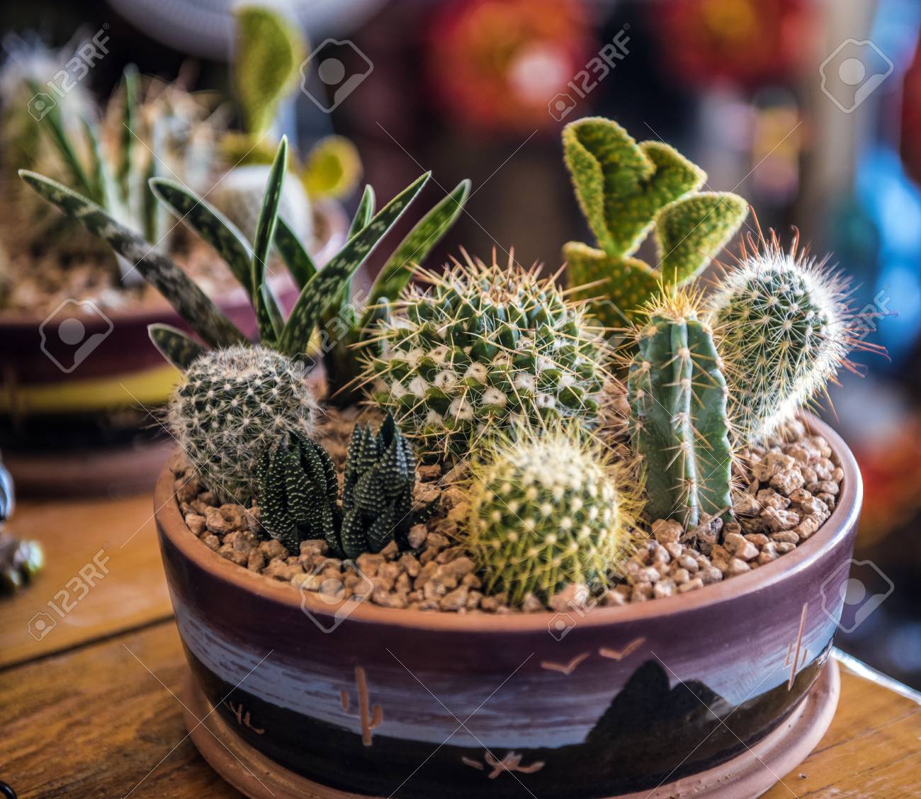 Cactus family plants care