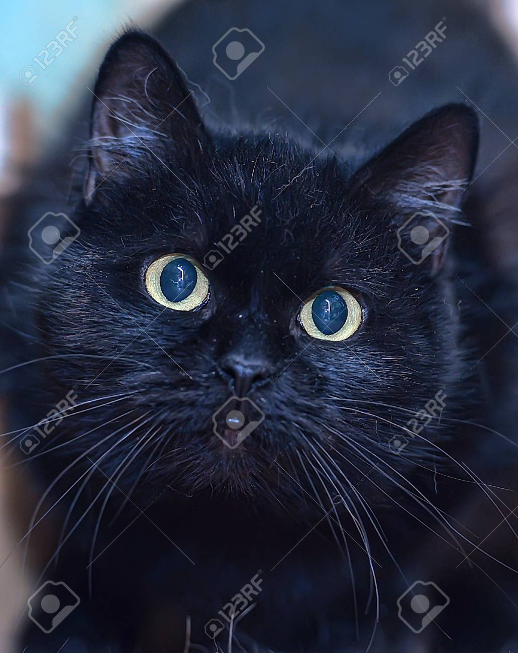 かわいい黒猫 の写真素材 画像素材 Image