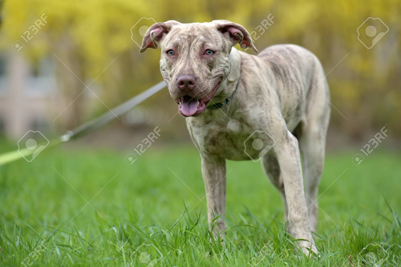 Puppy Pit Bull Terrier 6 Months Old On A Leash In The Spring In The Park  Stock Photo, Picture and Royalty Free Image. Image 78962885., image size:1300x866