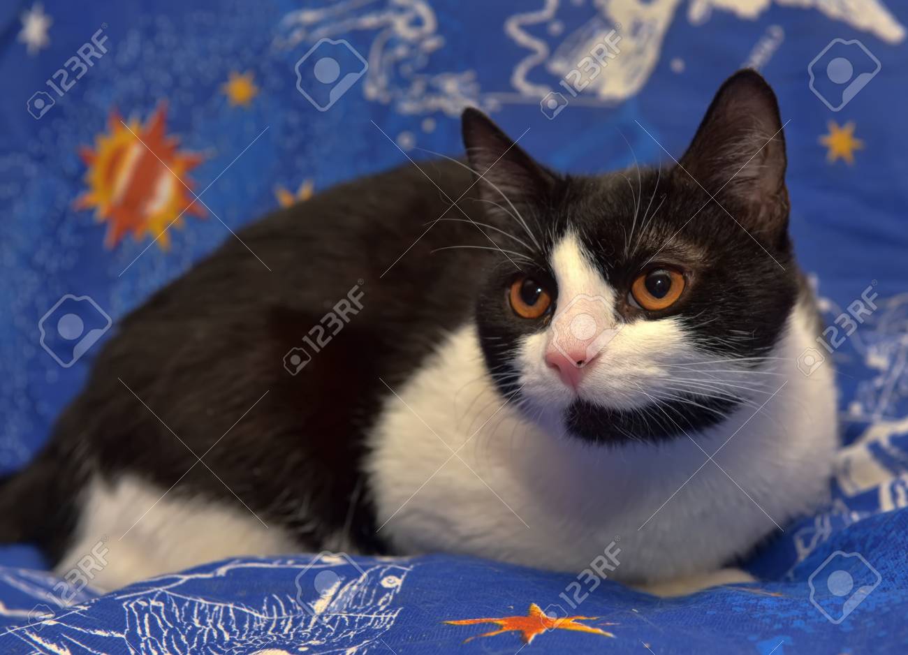 Noir Avec Un Chat Blanc à Cheveux Courts Avec Des Yeux Orange Se Trouve Sur Un Fond Bleu