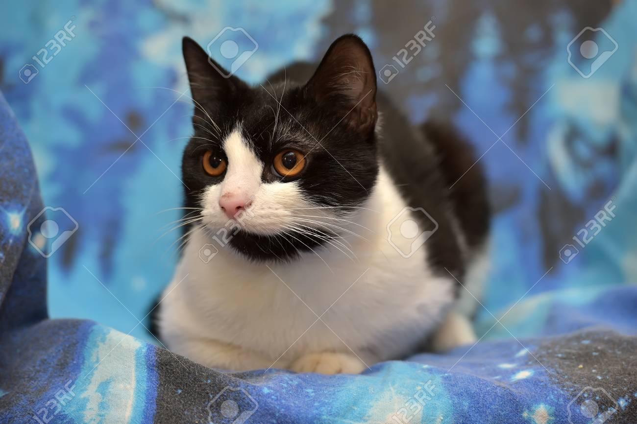 Noir Avec Un Chat Blanc à Cheveux Courts Avec Des Yeux Orange Se Trouve Sur Un Fond Bleu