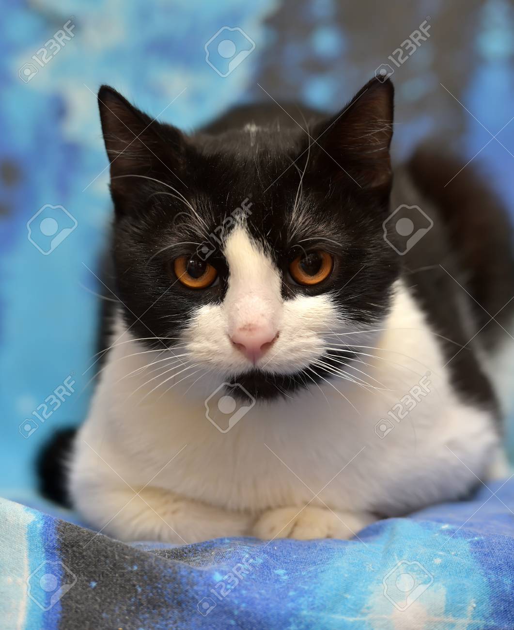 Noir Avec Un Chat Blanc A Cheveux Courts Avec Des Yeux Orange Se Trouve Sur Un Fond Bleu Banque D Images Et Photos Libres De Droits Image