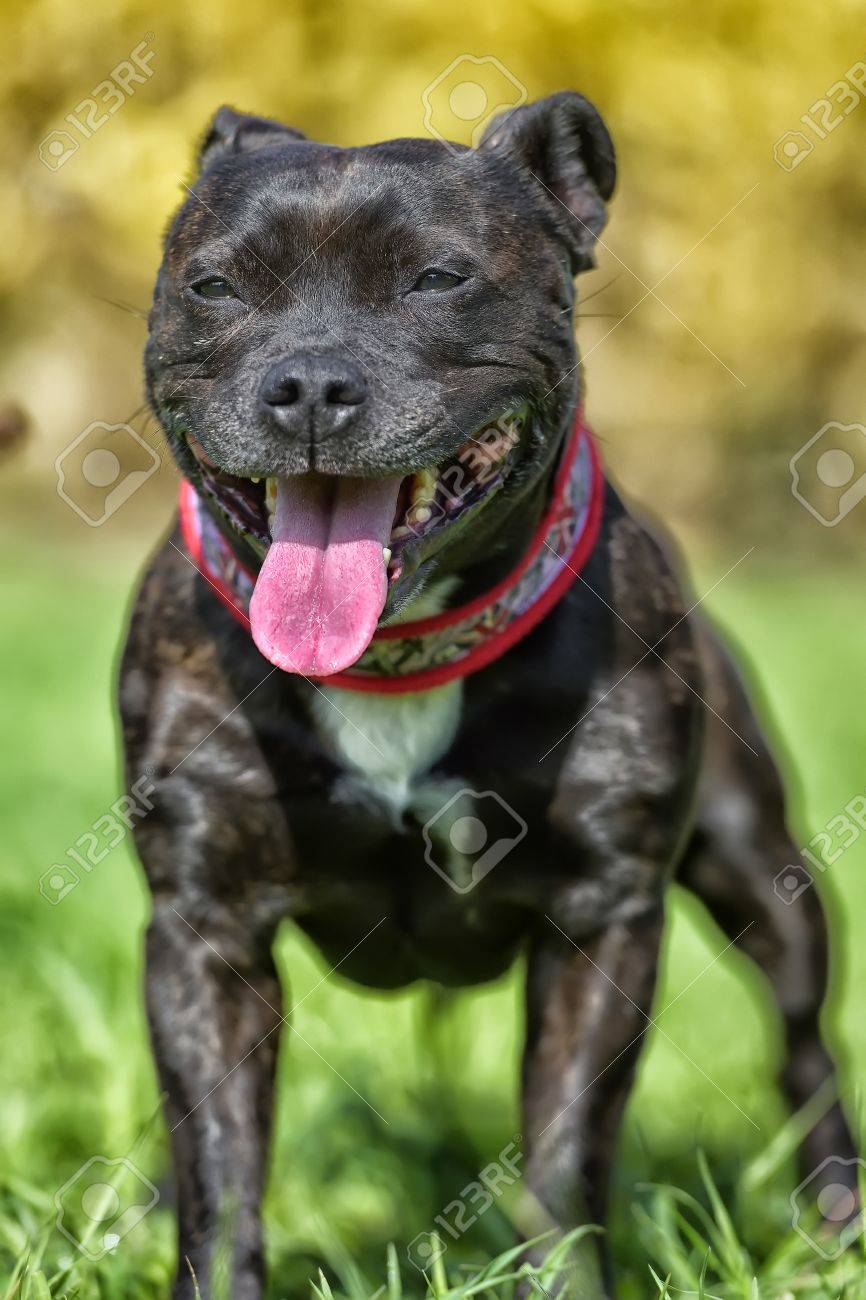 english staff terrier