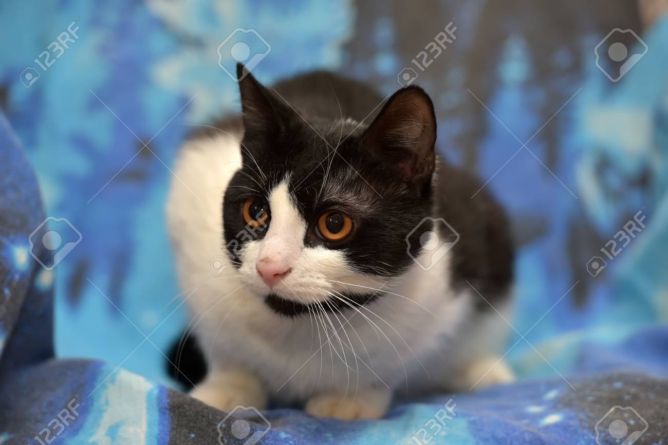 Noir Avec Un Chat Blanc A Cheveux Courts Avec Des Yeux Orange Se Trouve Sur Un Fond Bleu Banque D Images Et Photos Libres De Droits Image