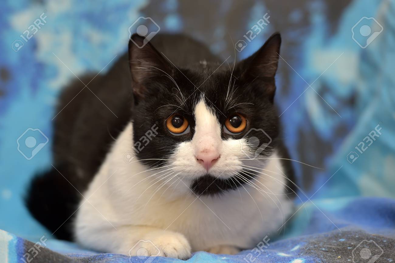 Black With White Short Haired Cat With Orange Eyes Lies On A Blue Background Stock Photo Picture And Royalty Free Image Image