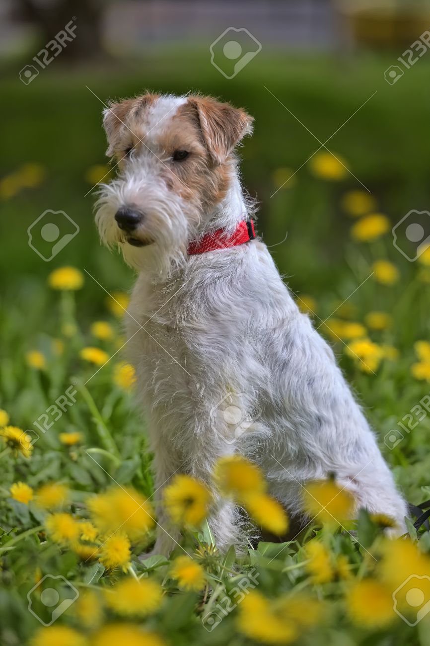 white with red airedale terrier among yellow dandelions stock photo