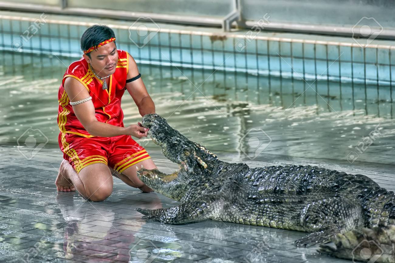パタヤ タイ 6 月 26 日 クロコダイル ショー 17 年 6 月 26 日 タイのパタヤでの動物園クロコダイルファームで刺激的で危険な男 の写真素材 画像素材 Image