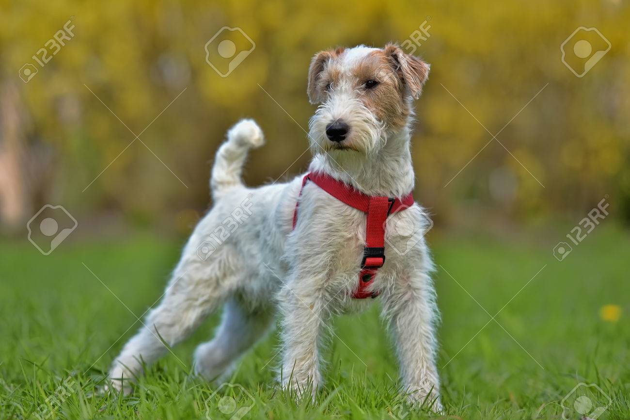 small airedale