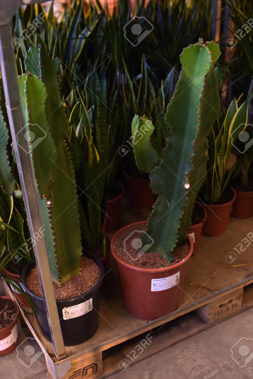 Russia St Petersburg 15 03 2015 Potted Plants For Sale In
