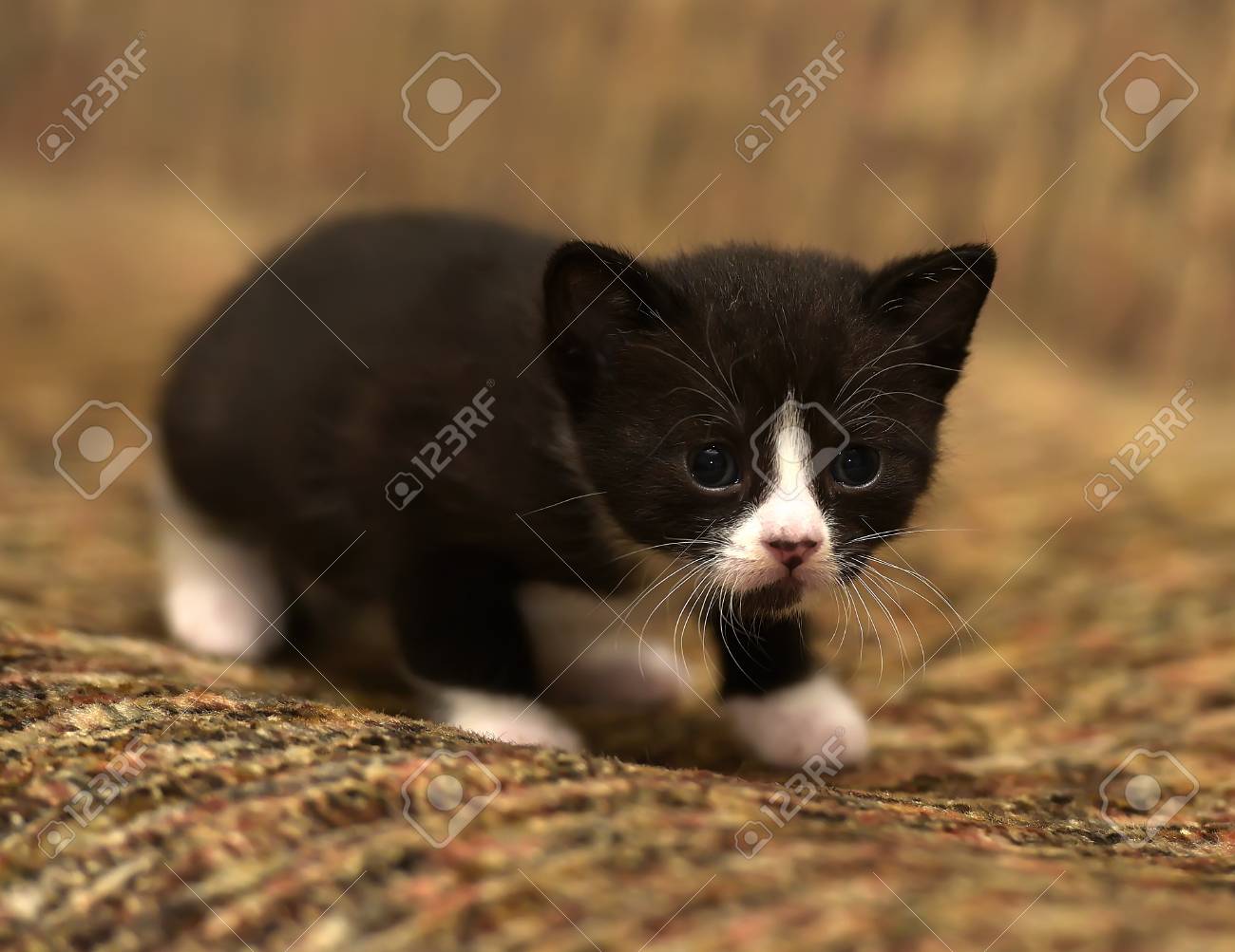 Funny Little Black With A White Kitten 1 Month Stock Photo, Picture and  Royalty Free Image. Image 88120269., image size:1300x1003