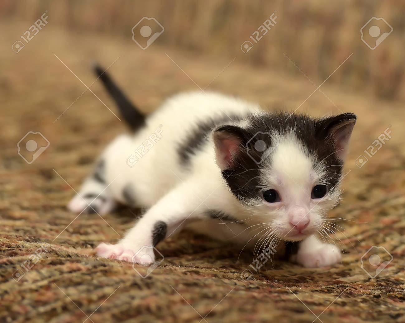 Drole Petit Noir Avec Un Chaton Blanc 1 Mois Banque D Images Et Photos Libres De Droits Image