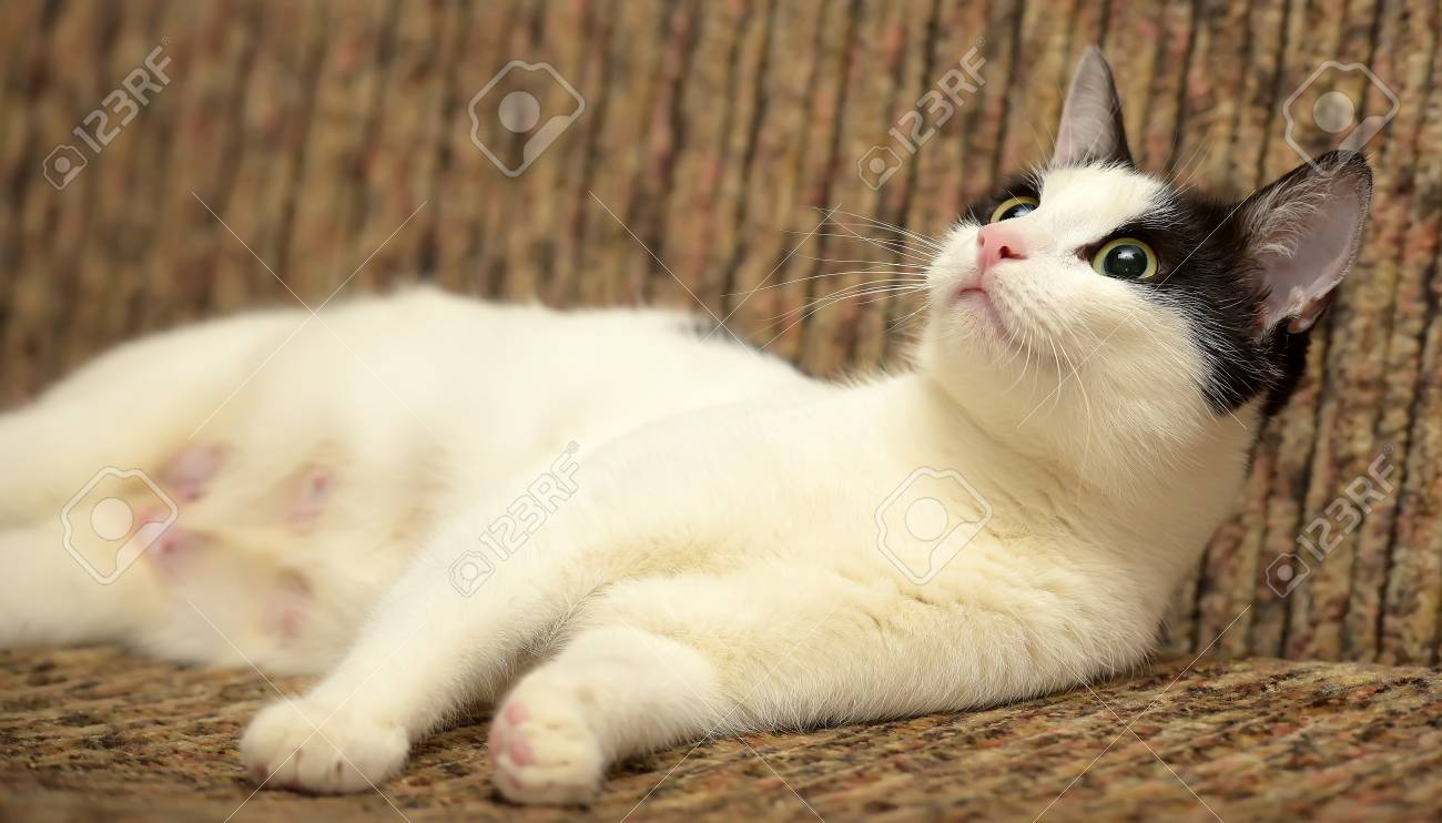 Beau Blanc Avec Un Chat Noir Allongé Sur Un Canapé Marron