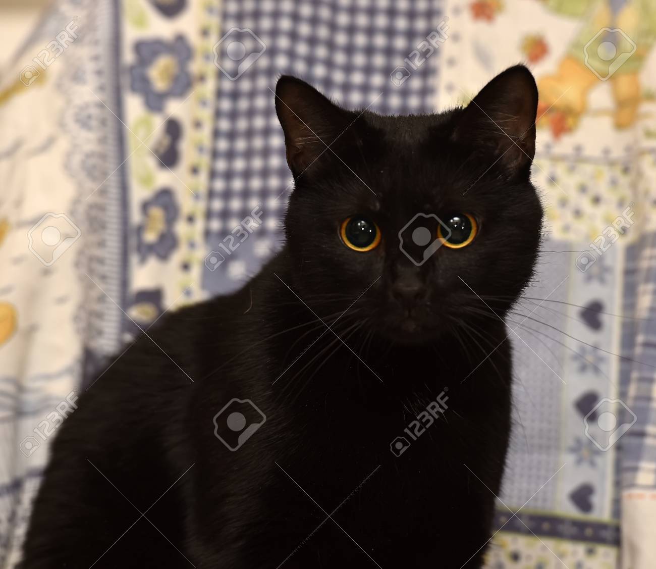 Short Haired Black Cat Lying At Home Bombay Cat Stock Photo Picture And Royalty Free Image Image