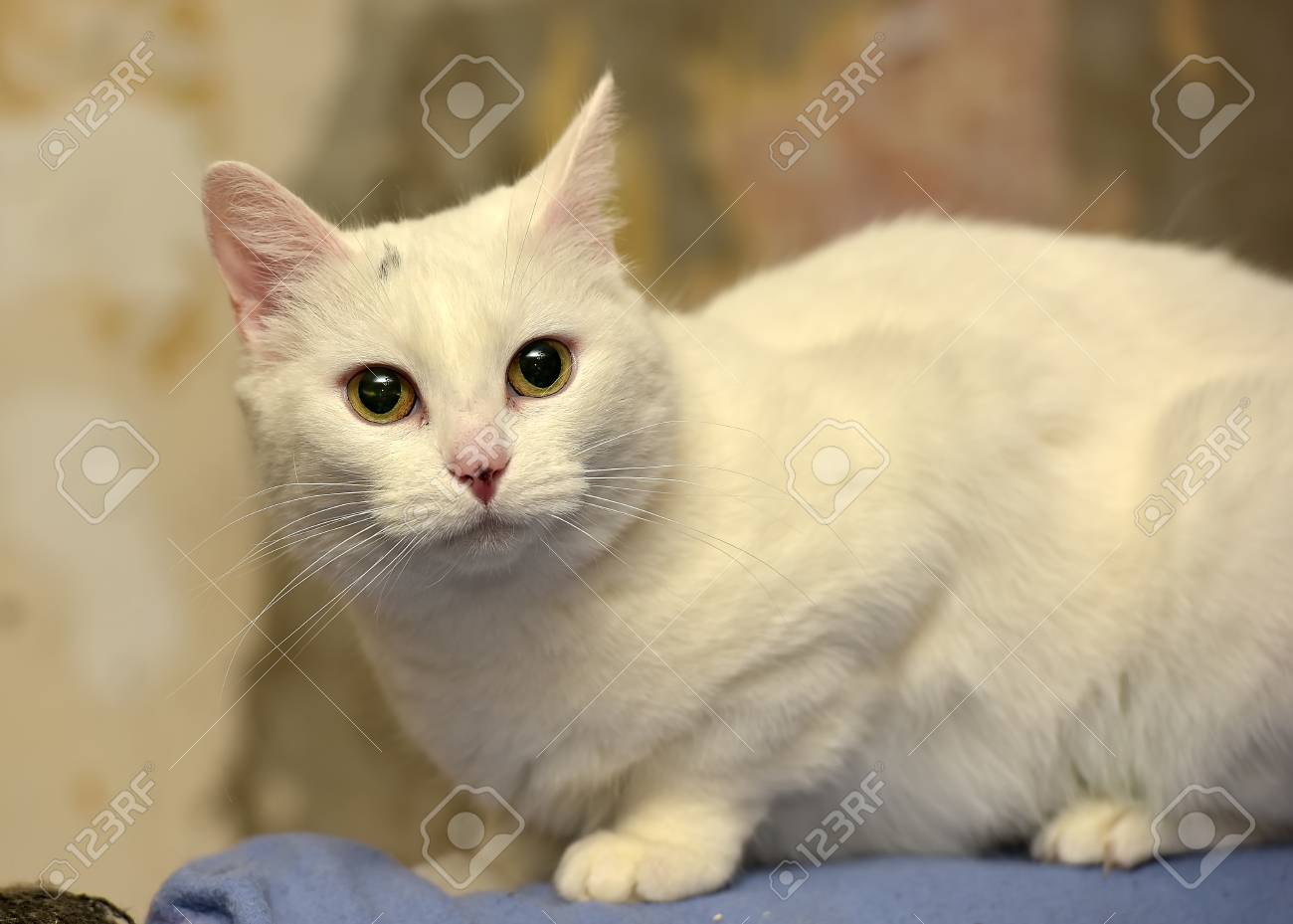 albino cat