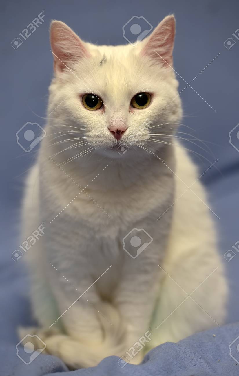 albino cat