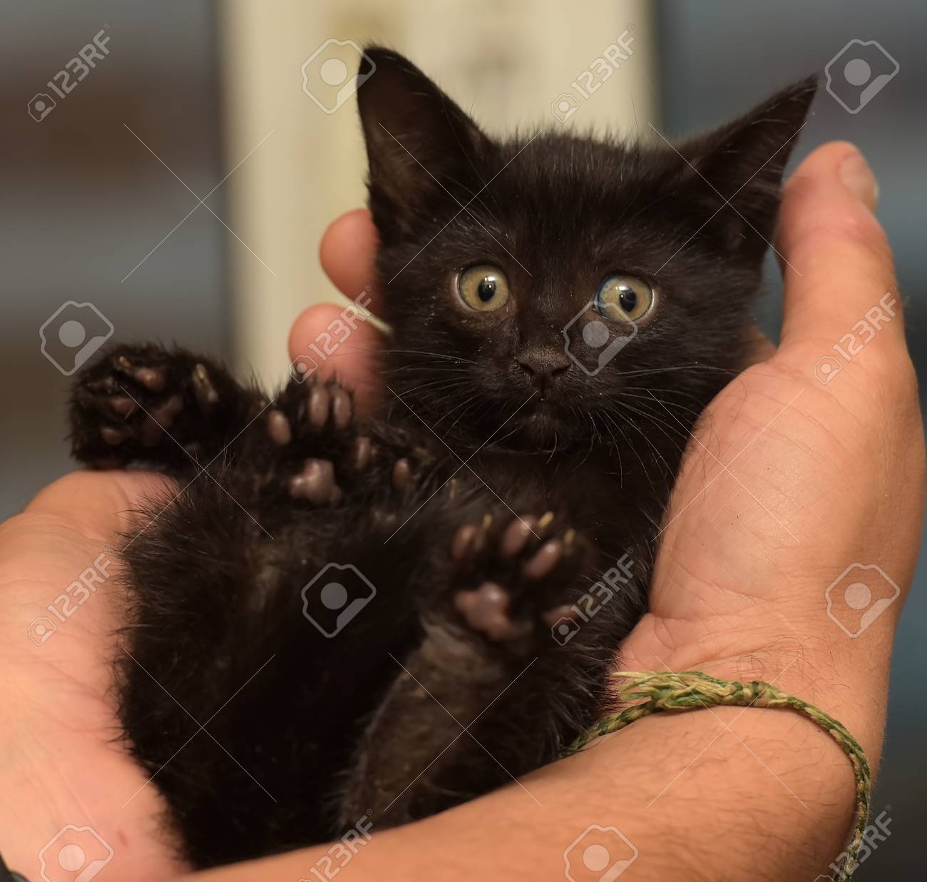 tiny black kitten