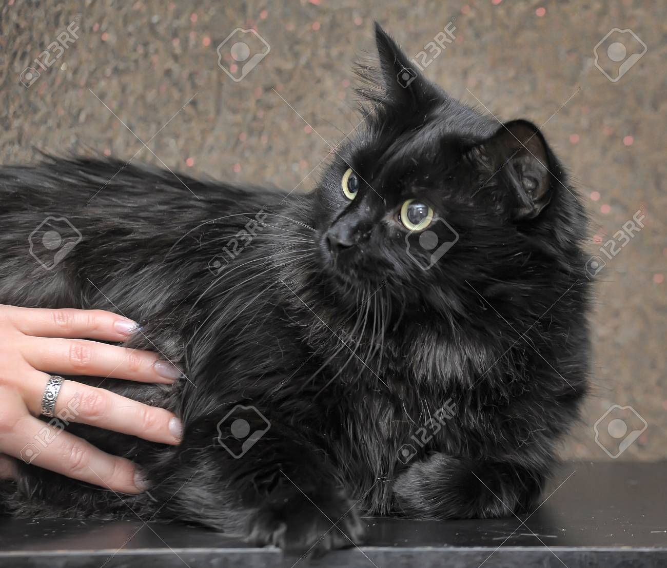 black cat beautiful