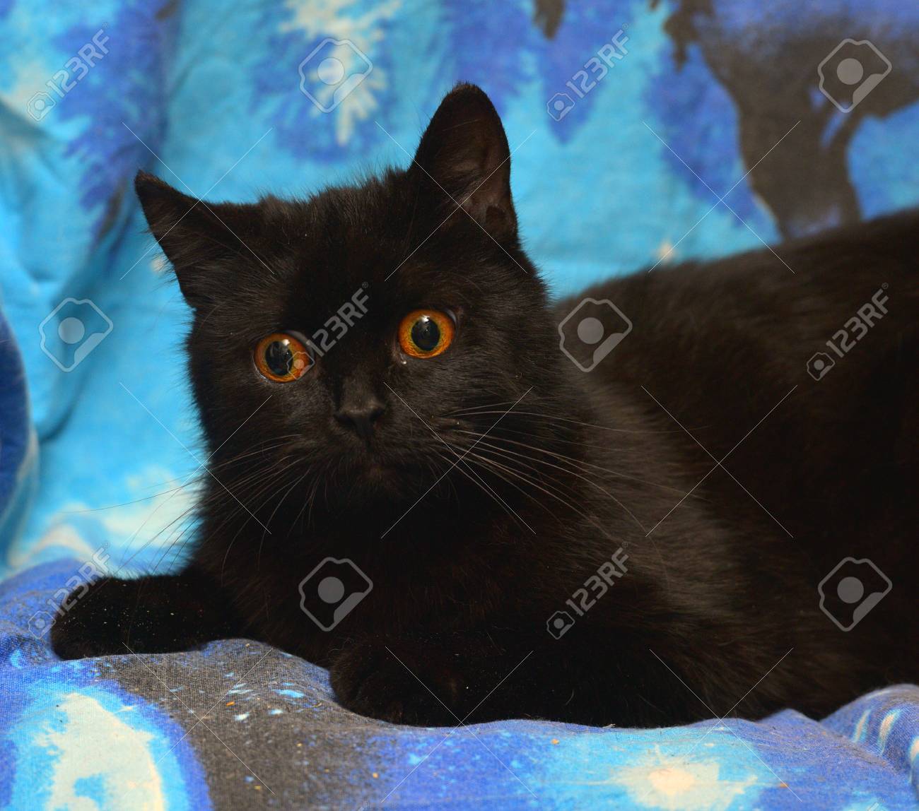 blue cat orange eyes