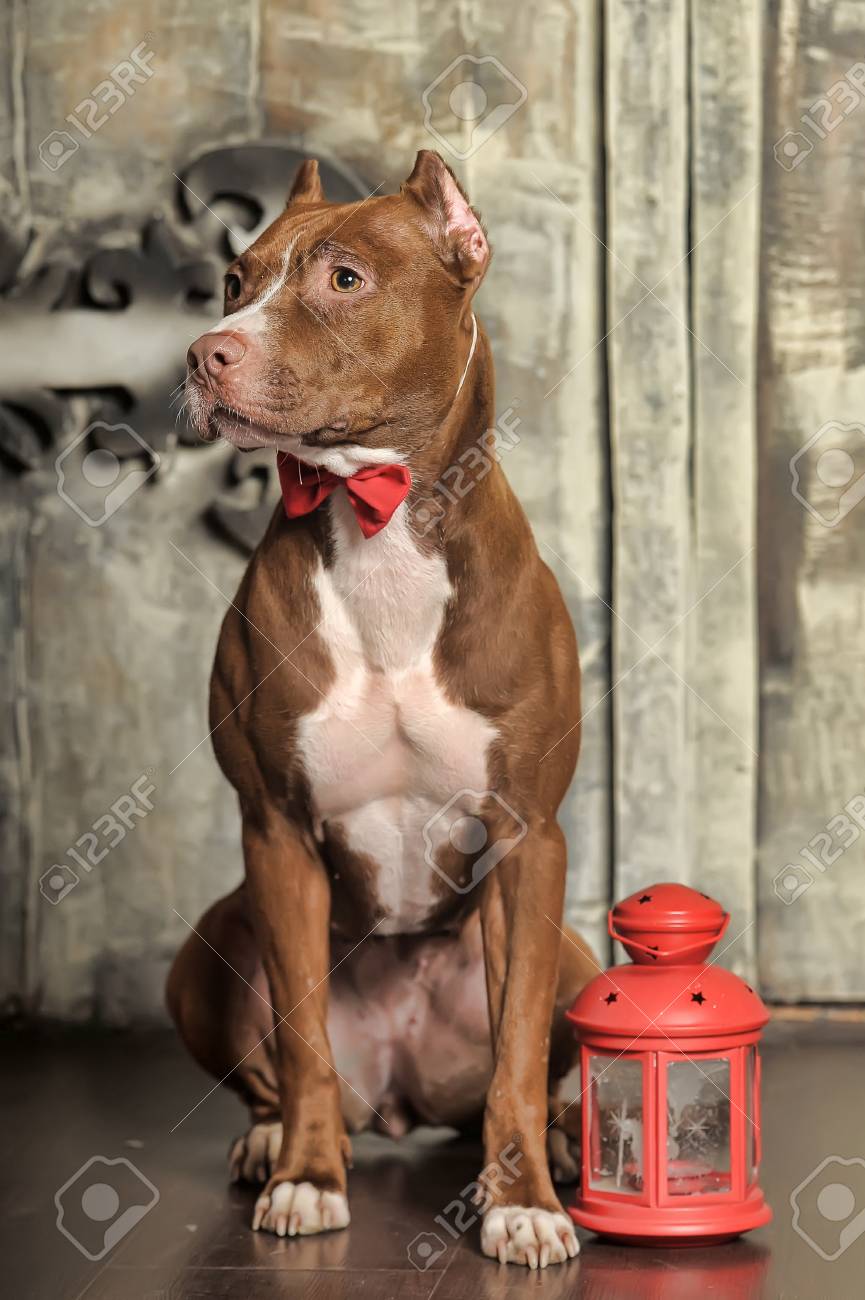 can i give my cat cheese