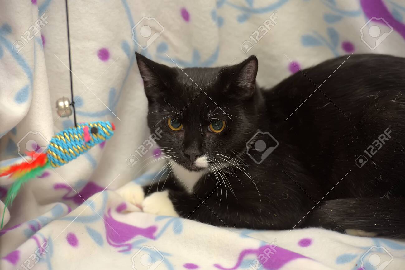 Black And White Plump European Shorthair Cat Stock Photo Picture