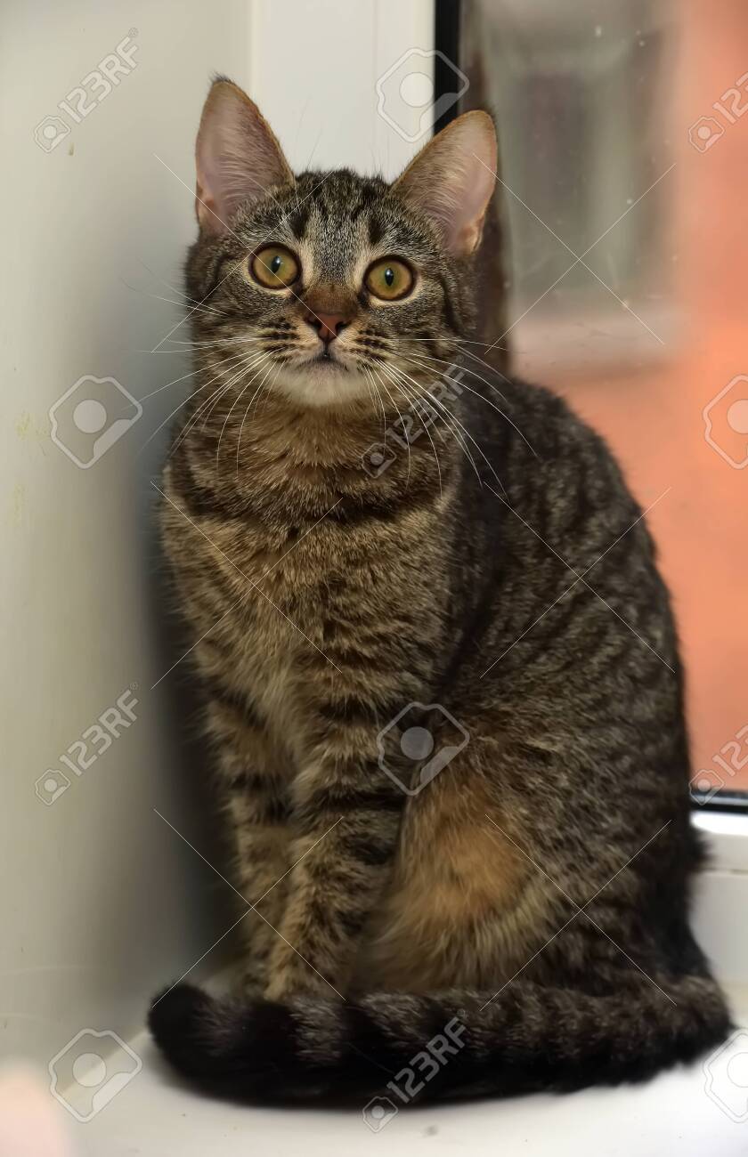 domestic shorthair