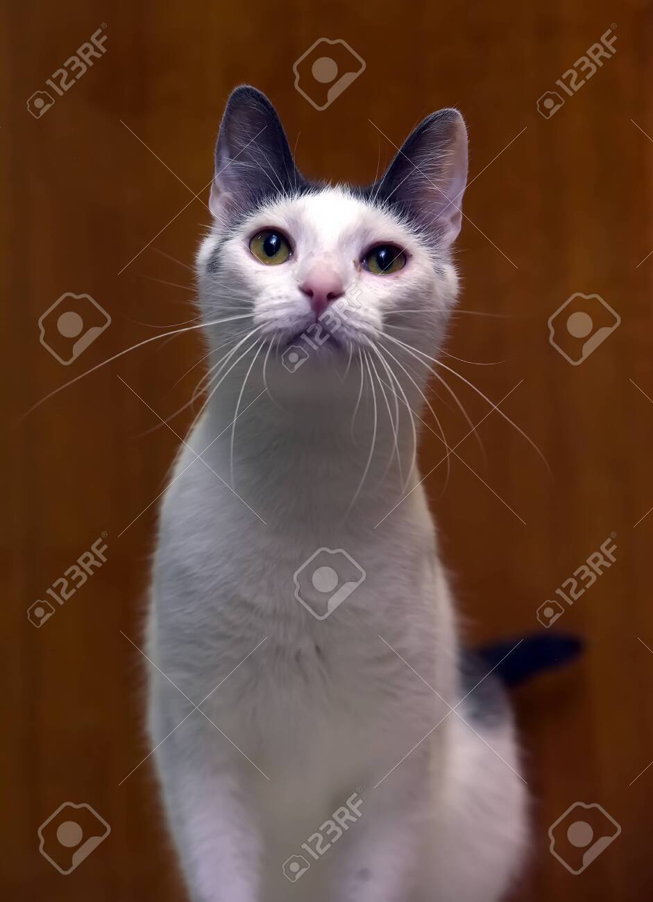 white cat with gray spot on head