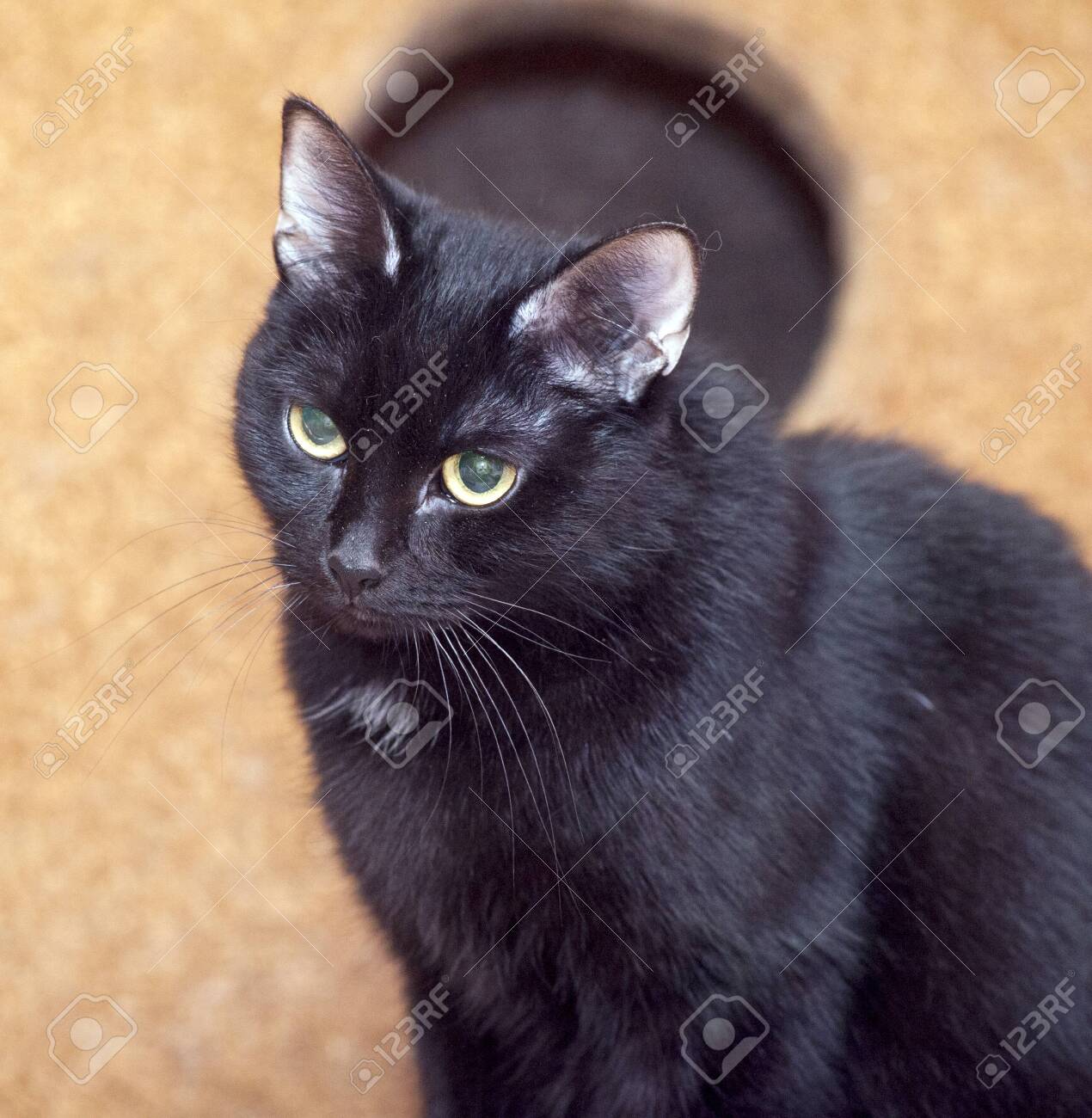 black cat adult