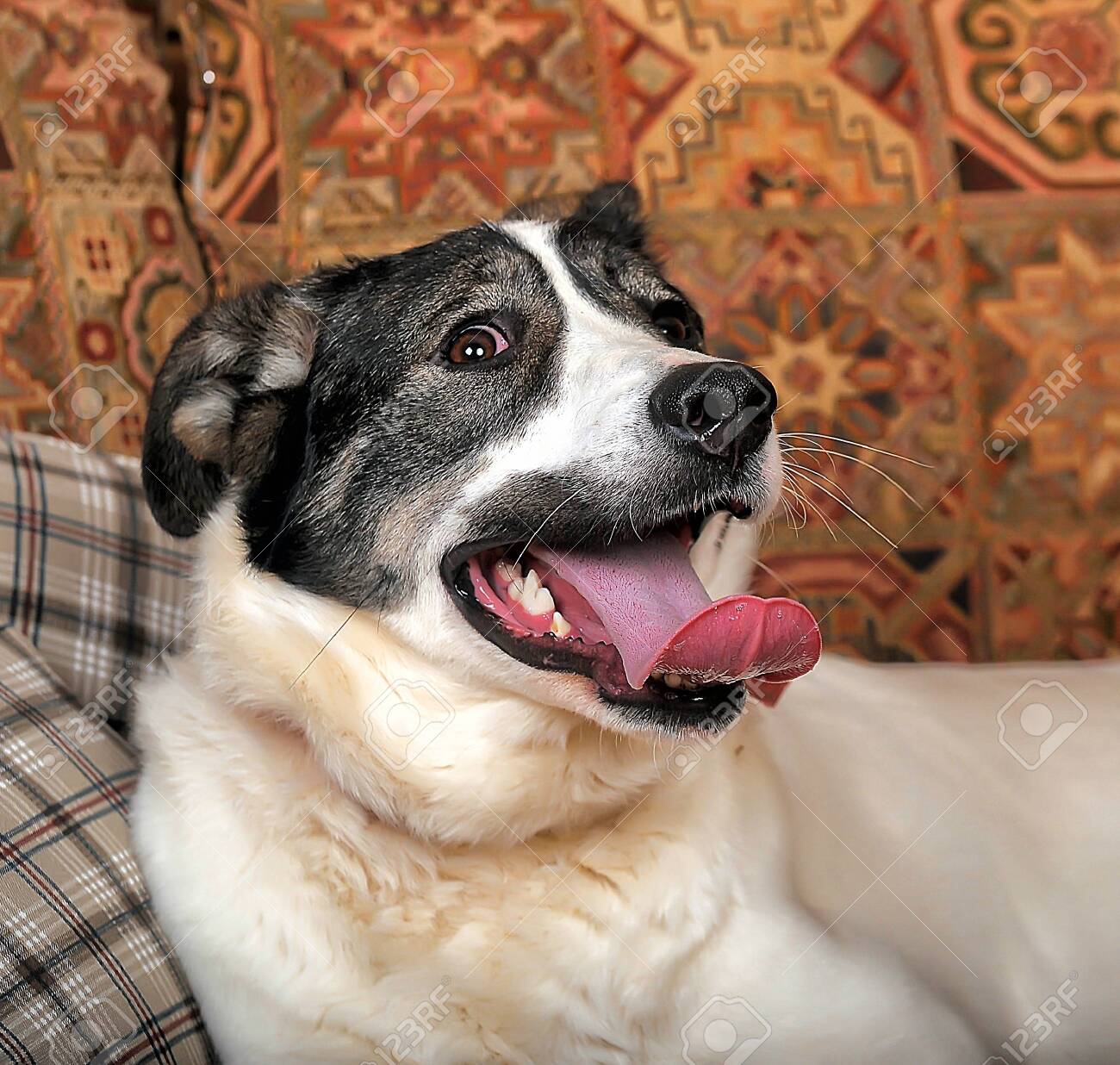 etiam-dictum-ipsum-a-felis