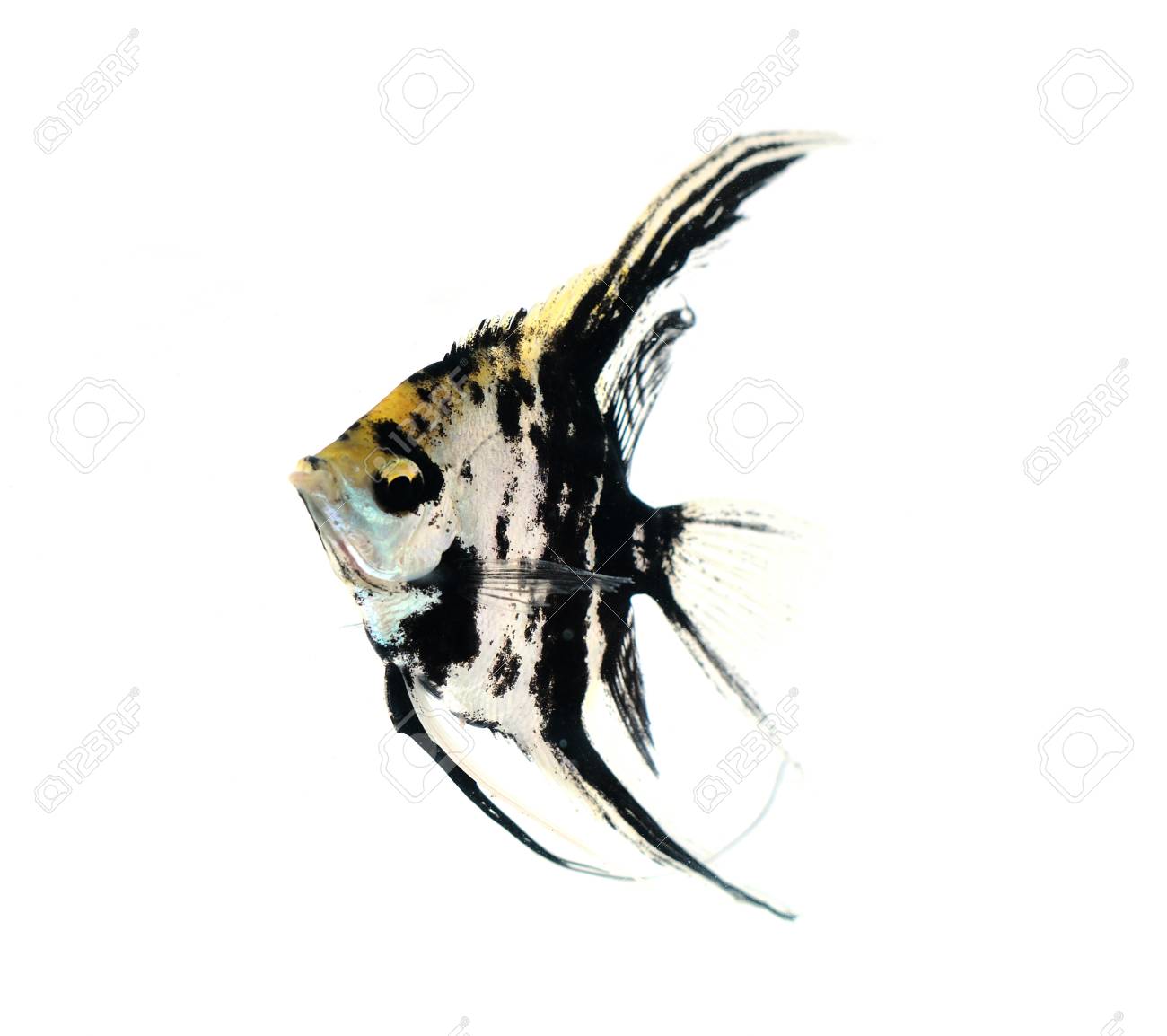 etiam-dictum-ipsum-a-felis