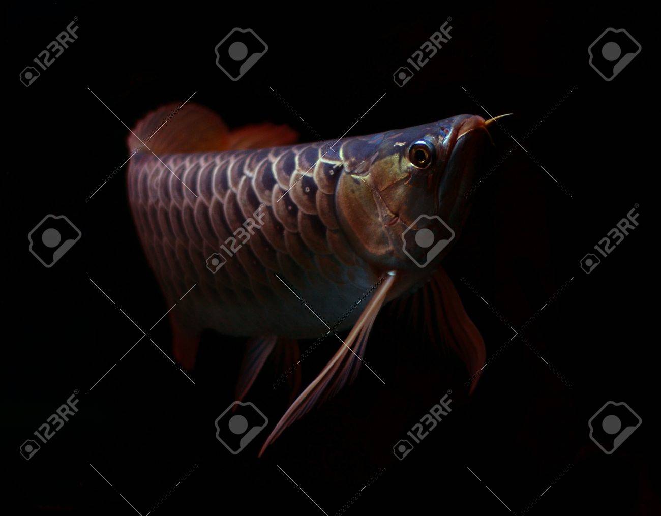 黒の背景に赤のアジアアロワナ魚 の写真素材 画像素材 Image