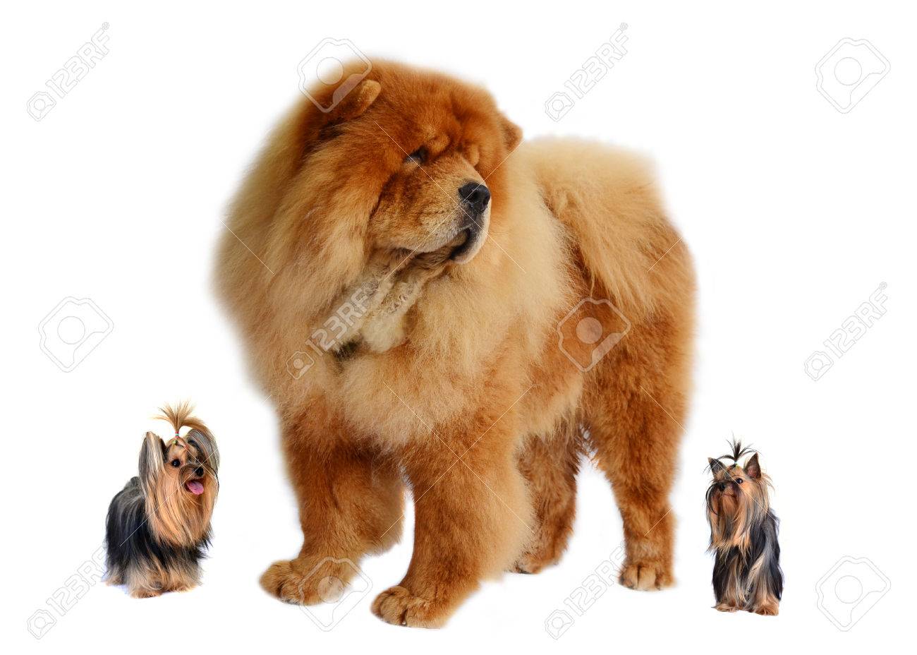 chow chow terrier