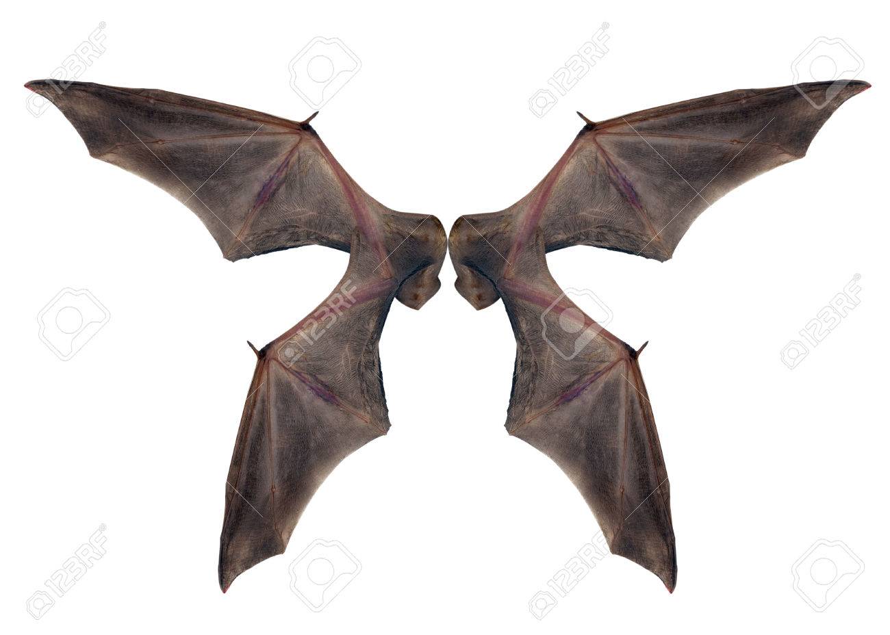 Bat Wings Isolated On White. Stock Photo, Picture And Royalty Free Image.  Image 35273843.
