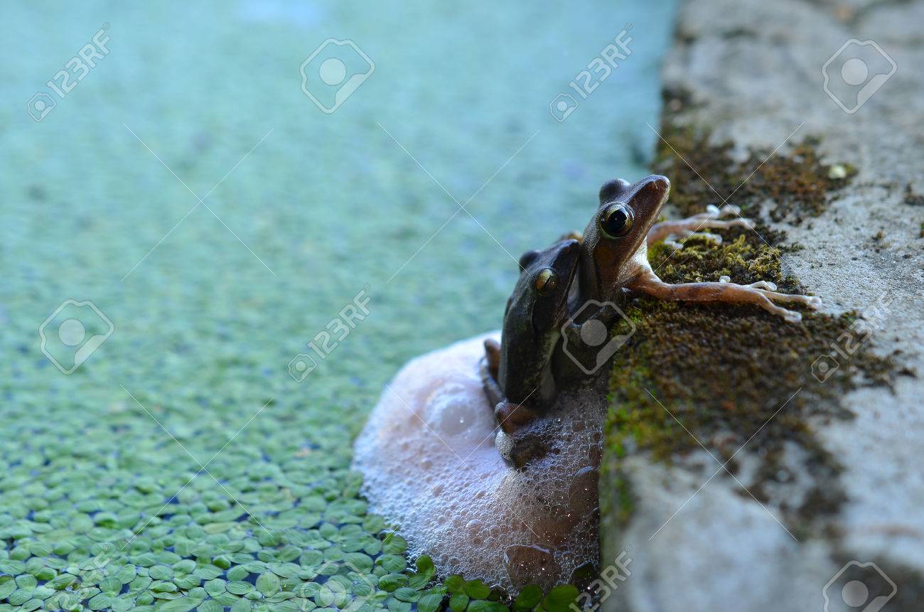カエルの産卵 の写真素材 画像素材 Image
