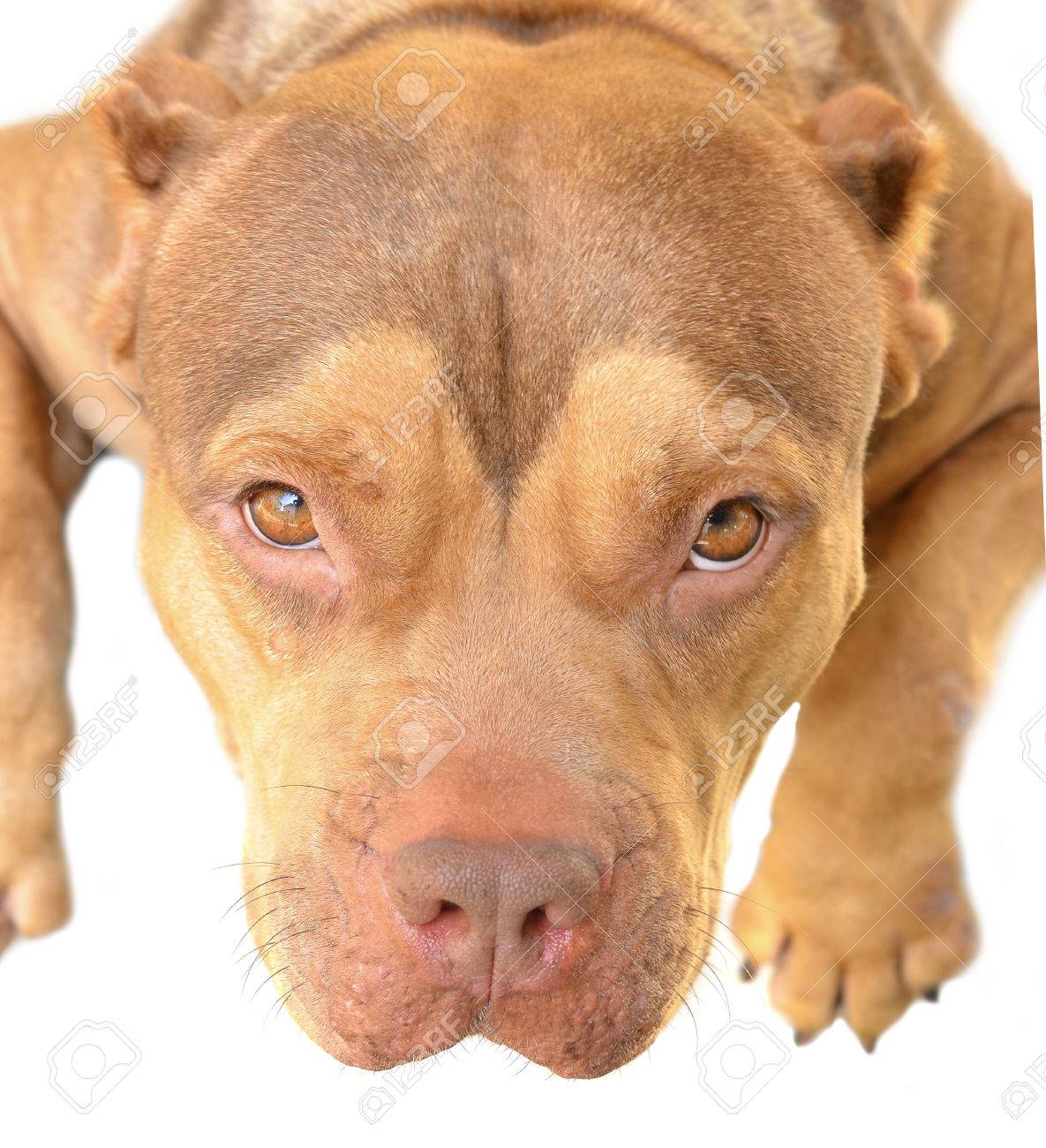 ピット ブル犬 の写真素材 画像素材 Image