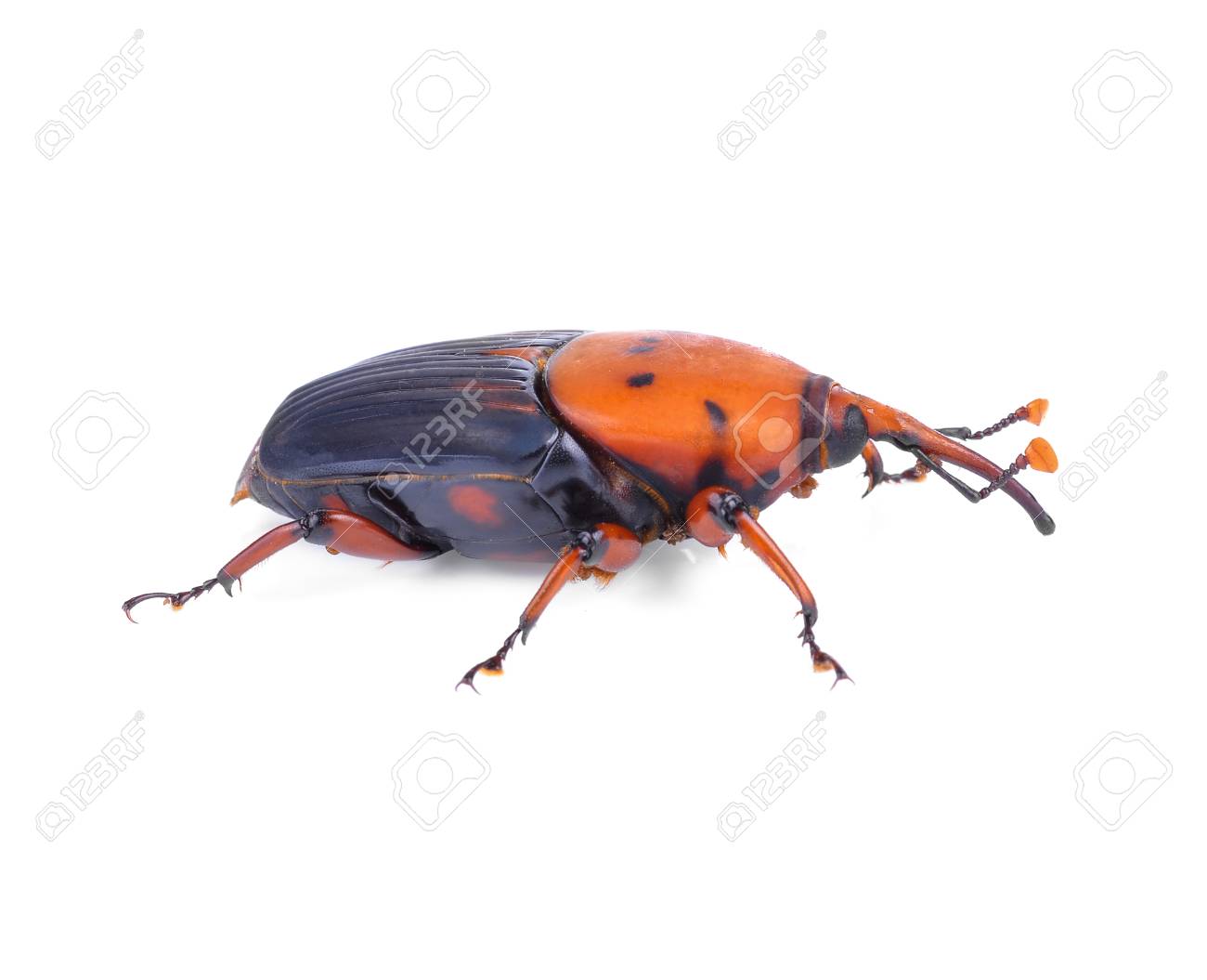 asian red palm weevil Kelli exotic teen