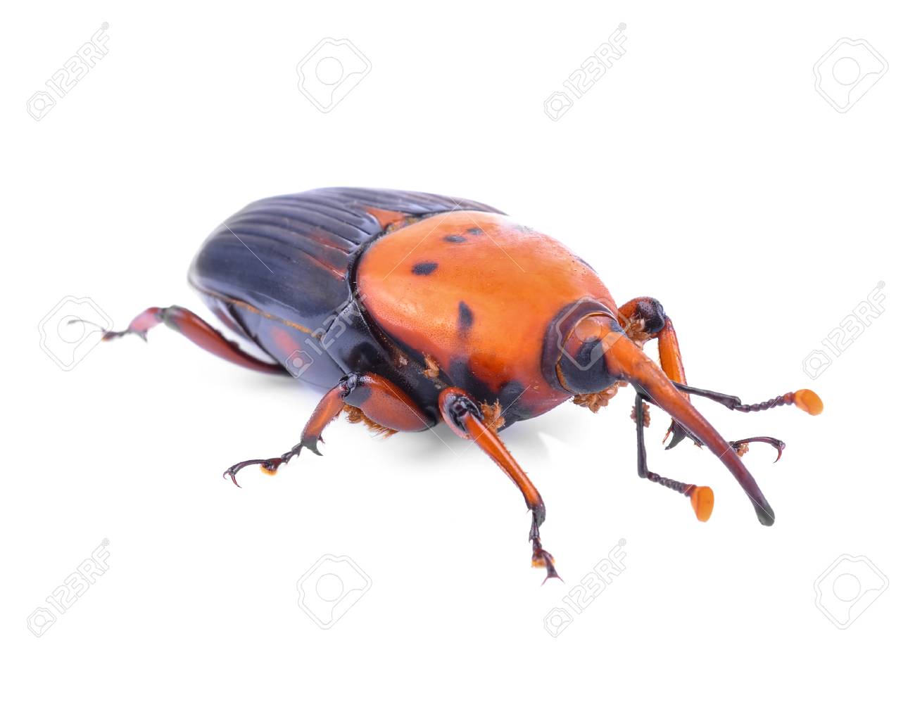 asian red palm weevil Asian red palm weevil