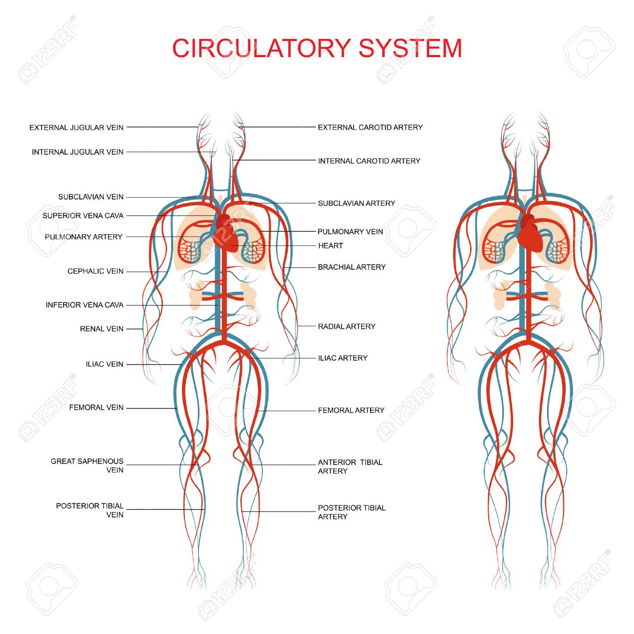 la anatomía del corazón el sistema circulatorio las arterias de la