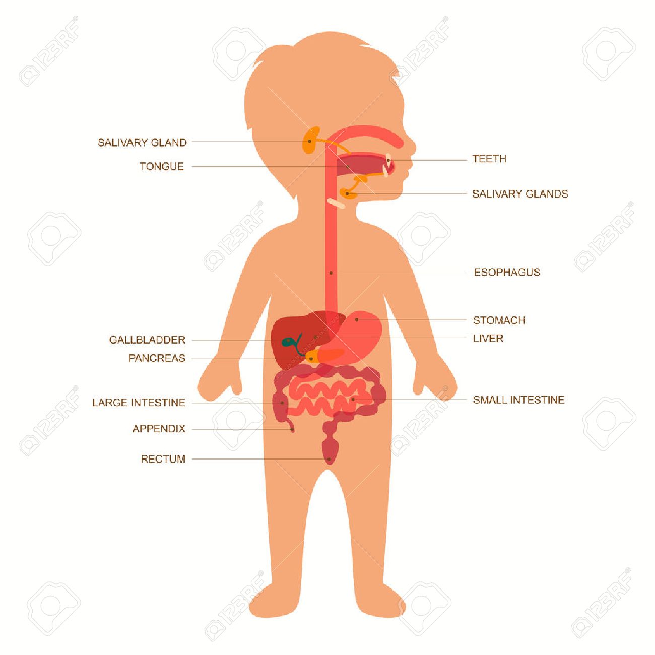 Le Systeme Digestif De L Anatomie Humaine De L Estomac Enfant Illustration Vectorielle Clip Art Libres De Droits Vecteurs Et Illustration Image