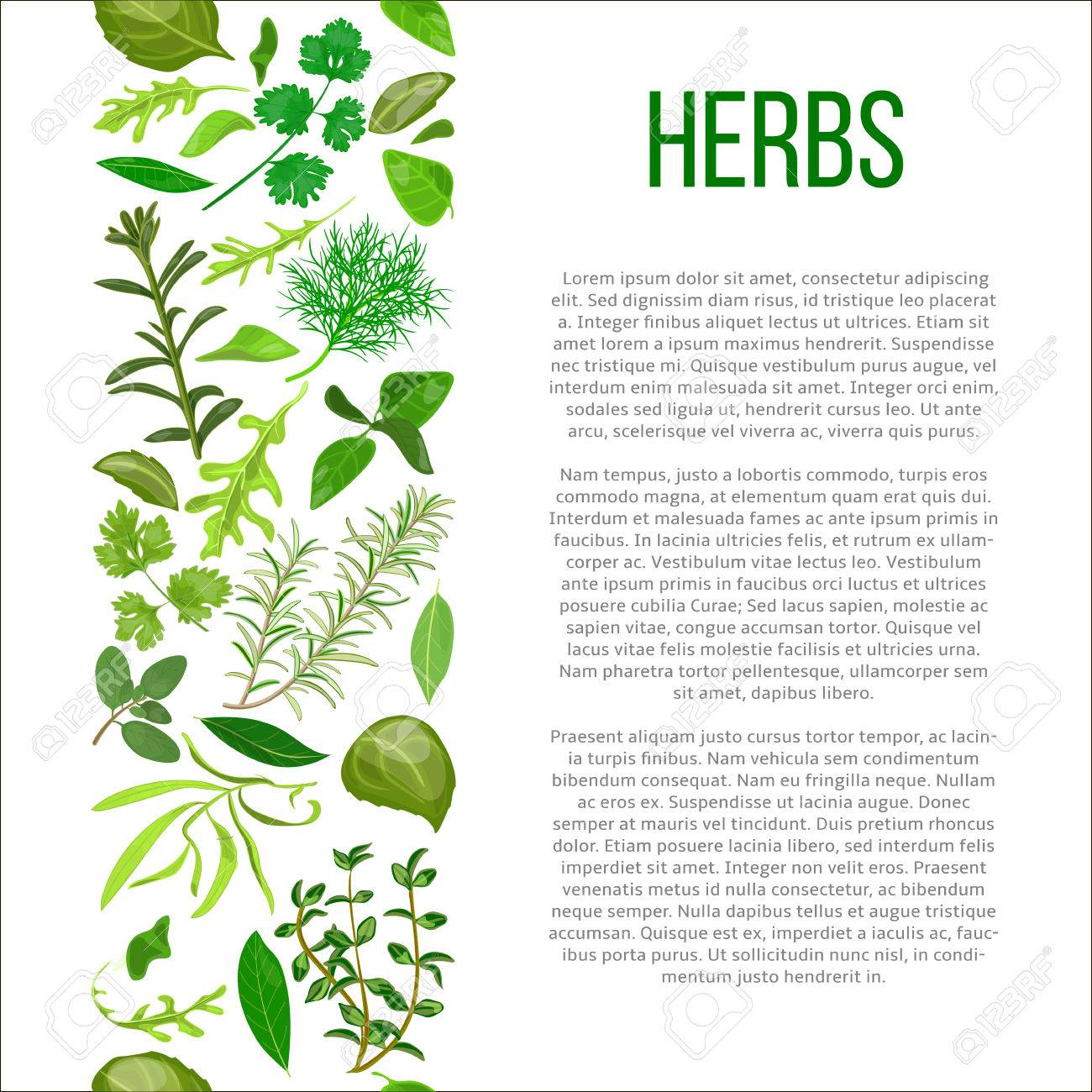 人気のあるハーブは 説明の列で設定します テキストを有益なポスターでスパイスを料理の利点 化粧品 店 市場 ヘルスケア製品 チラシ 価格タグ バナーのデザインします のイラスト素材 ベクタ Image