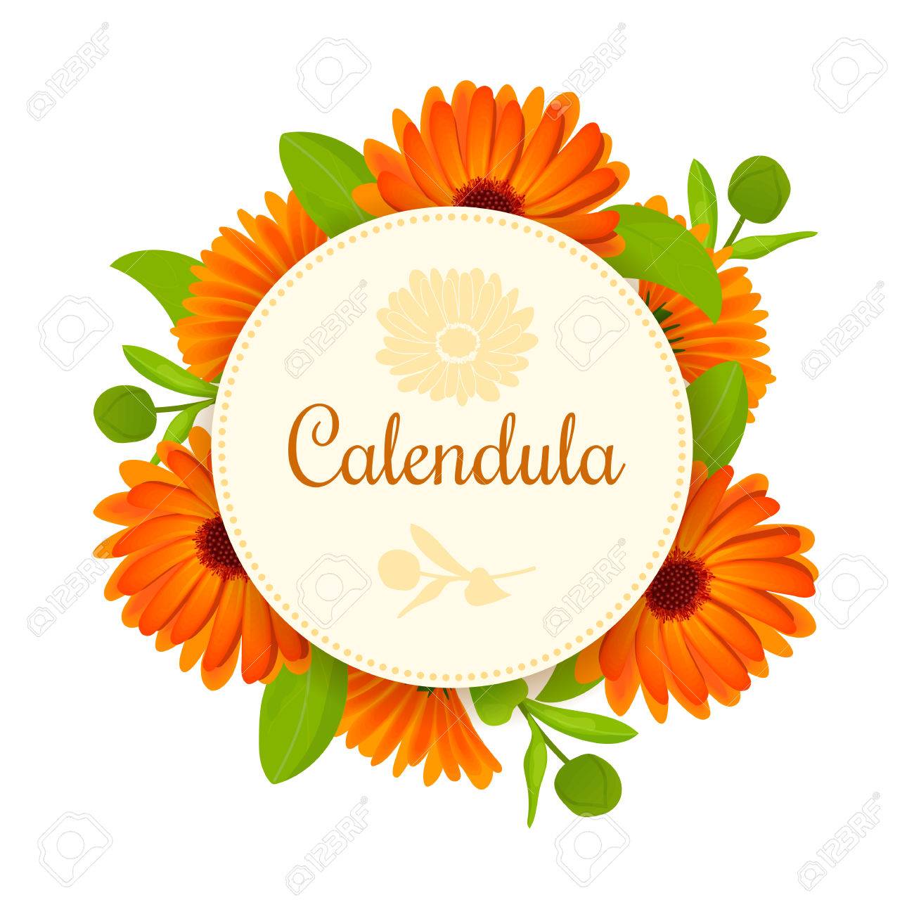 calendula flowers with leaves round badge with text royalty free
