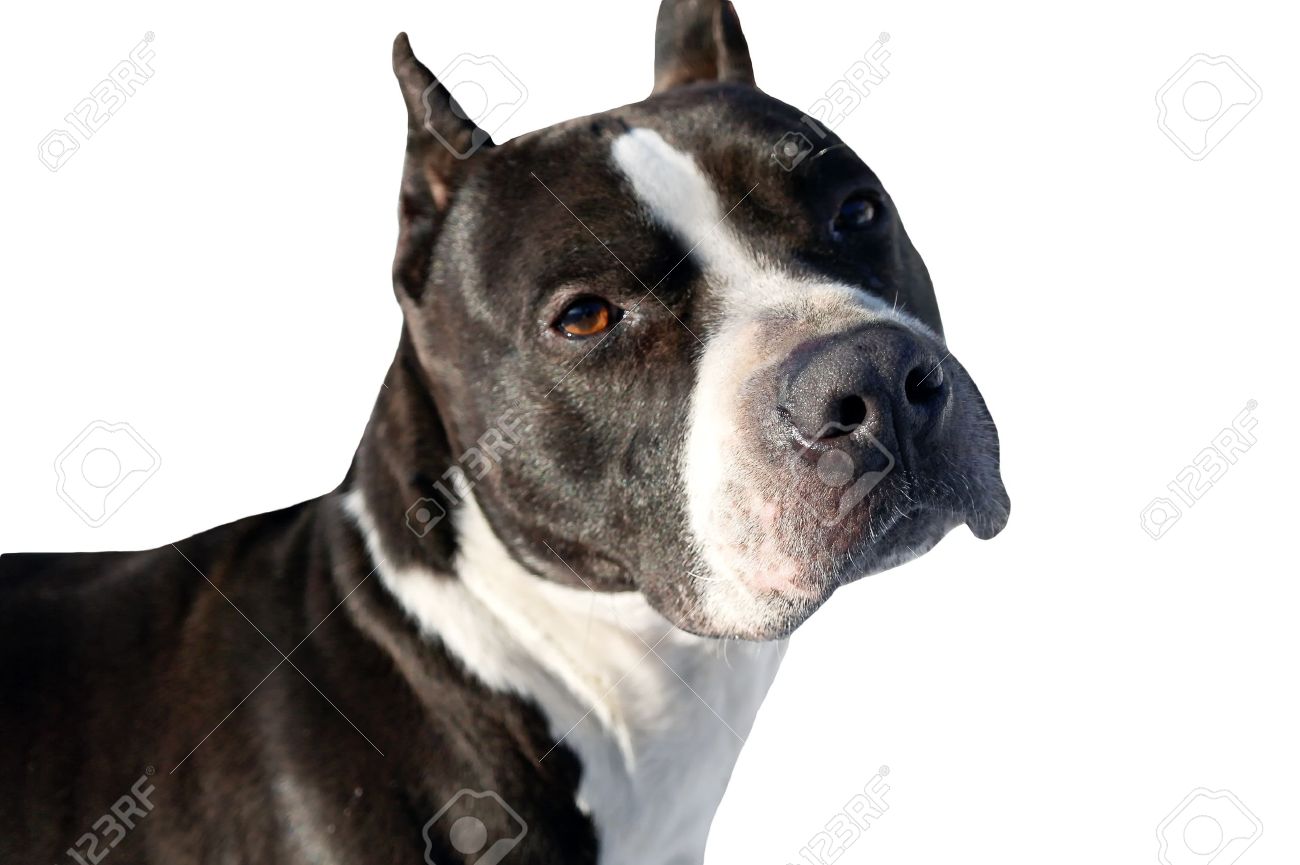 american pitbull terrier jumping pit bull terrier stock photos u0026 pictures royalty free pit bull american pitbull terrier jumping pit bull terrier stock photos u0026 pictures royalty free pit bull