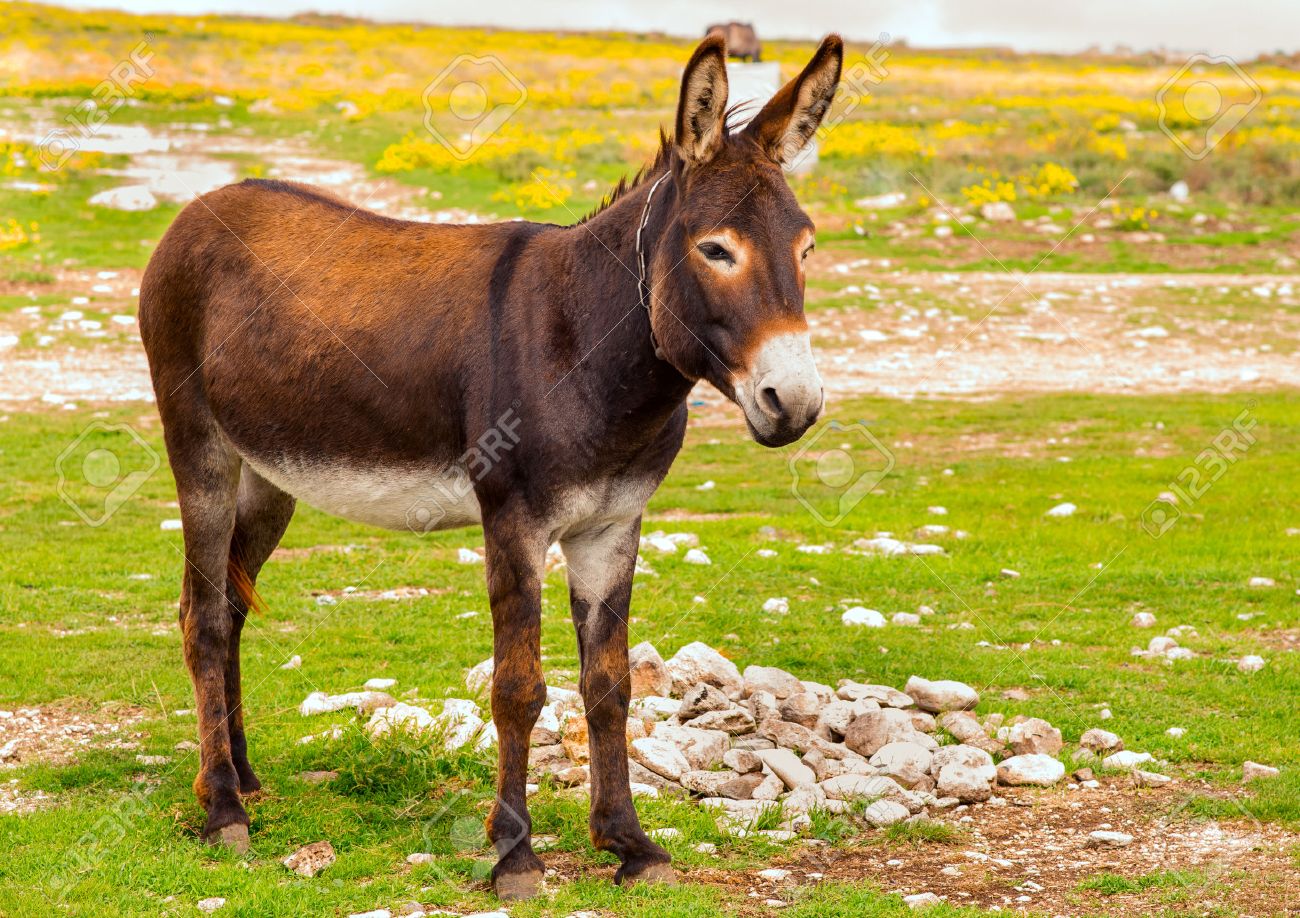 ロバのファーム動物のブラウン色の上に立っているフィールド草 ロバやお尻 Equus Asinus はアフリカヌス ウマの飼いならされたメンバーまたは馬の家族 の写真素材 画像素材 Image ロバのファーム動物のブラウン色の上に立っているフィールド草 ロバやお尻 Equus Asinus はアフリカヌス ウマの飼いならされたメンバーまたは馬の家族 の写真素材 画像素材 Image