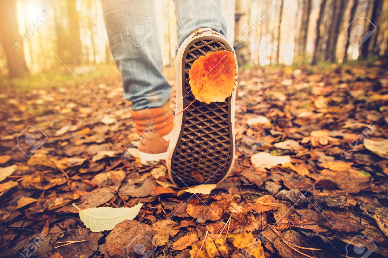 Feet sneakers walking on fall leaves Outdoor with Autumn season nature on background Lifestyle Fashion trendy style - 55631812 Feet sneakers walking on fall leaves Outdoor with Autumn season nature on background Lifestyle Fashion trendy style - 55631812