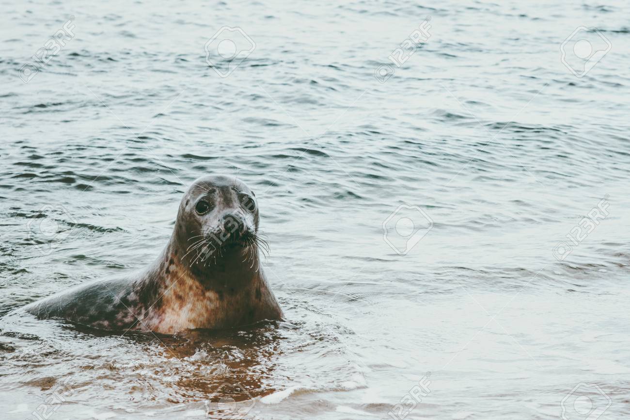 デンマークのフォカ ヴィトゥリーナ生態学のグレネン海辺の面白いアザラシ動物は 野生動物保護概念北極海生物 の写真素材 画像素材 Image