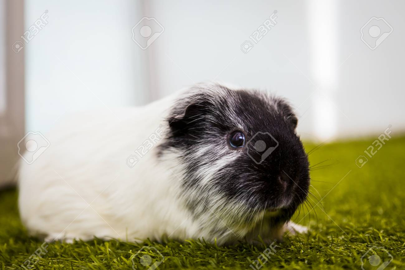 Close Up Of A Small Black And White Guinea Pig Or Cavia Porcellus