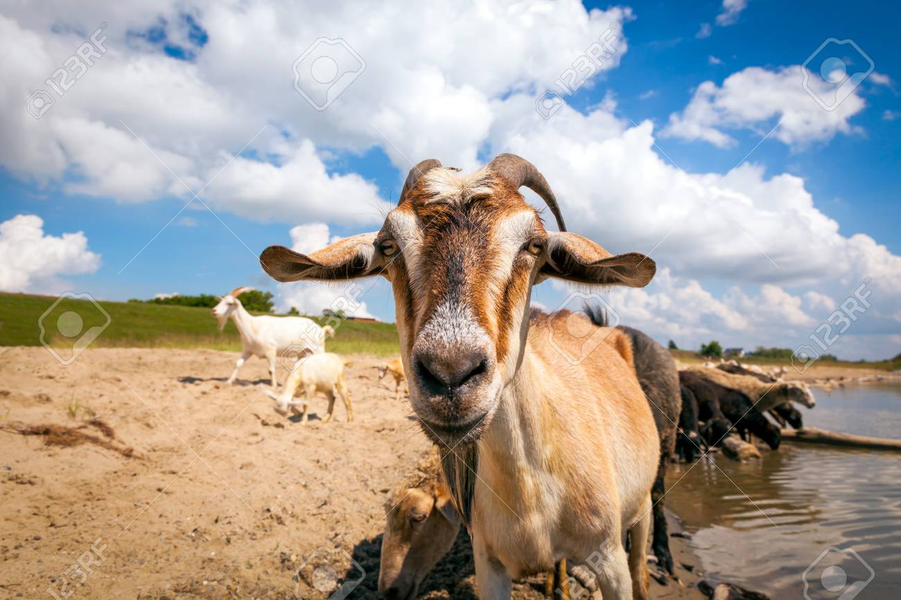 close up of a brown goat looks at the camera in the background