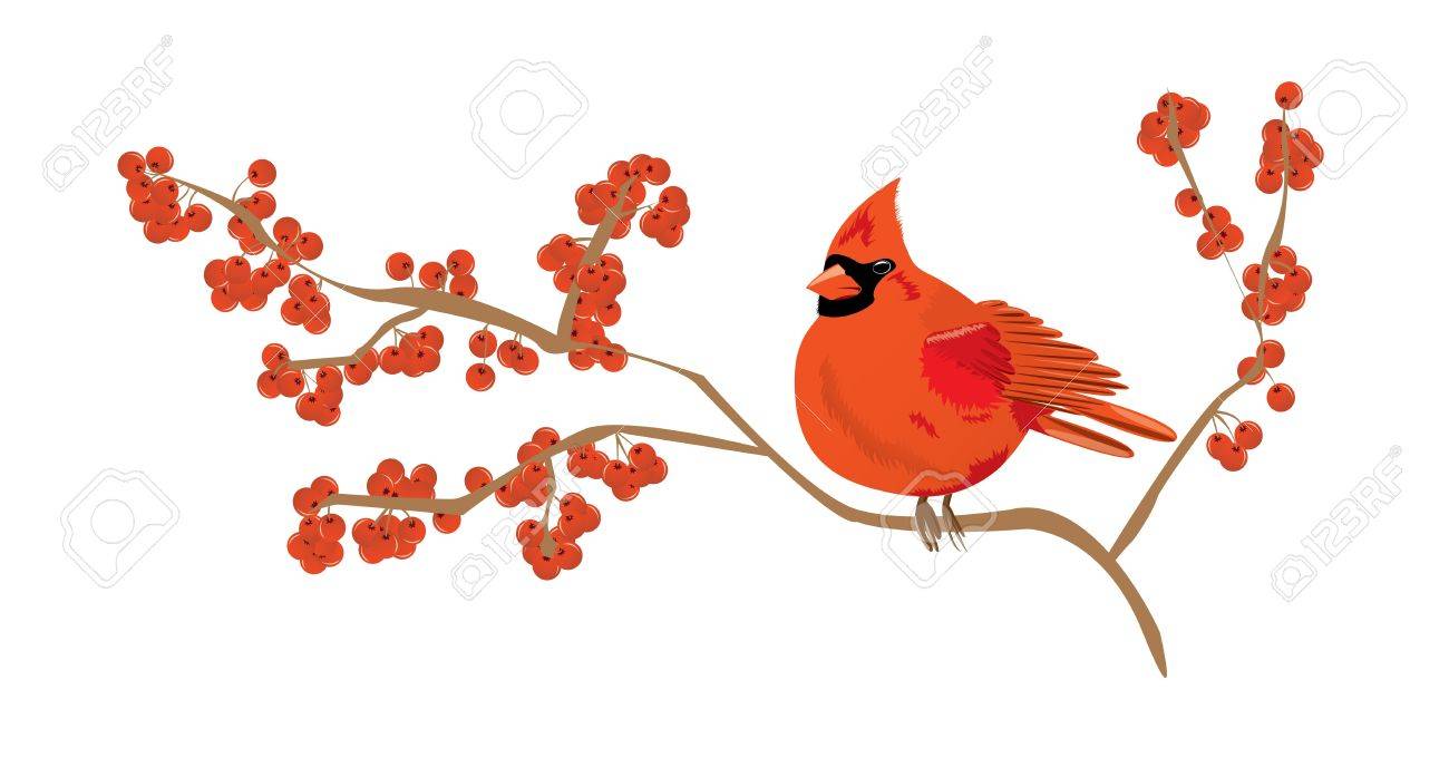 Red Cardinal On A Branch Of Red Currant Royalty Free Cliparts Vectors And Stock Illustration Image