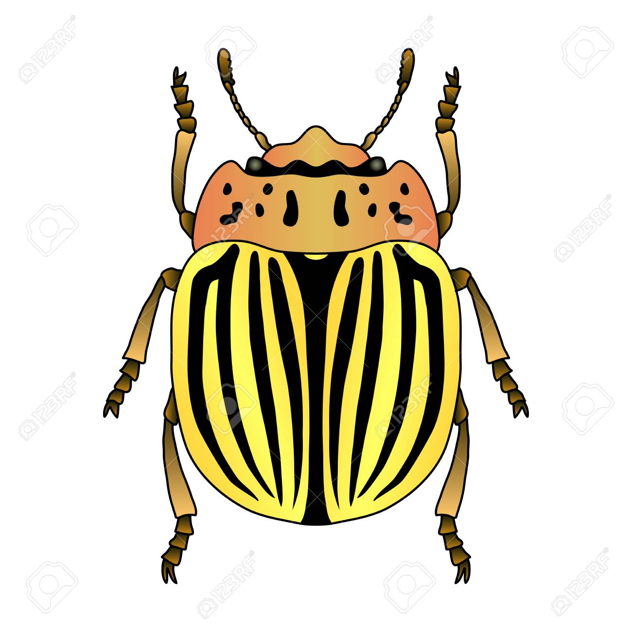 コロラドハムシ コロラドハムシ コロラドハムシのスケッチ コロラド州カブトムシは分離されました コロラド州は 塗り絵のデザインをカブトムシ します 手描きのコロラド州カブトムシ のイラスト素材 ベクタ Image