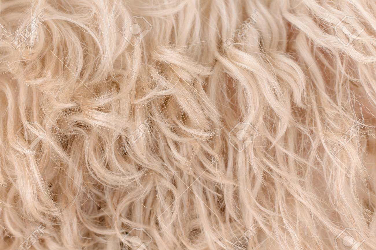 White Dog Curly Hair Texture Stock Photo Picture And Royalty