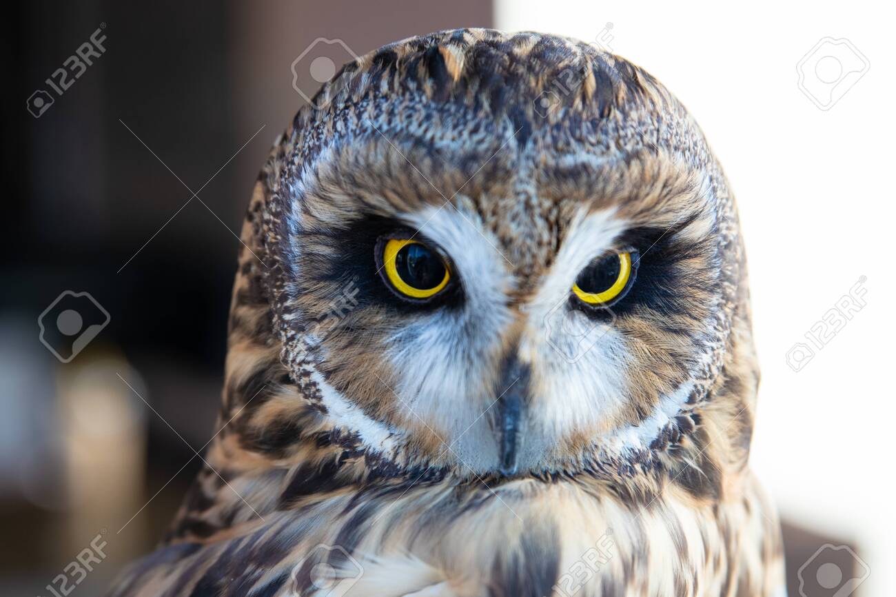 Beautiful Owl Close Up. Owl Eyes. Background. Stock Photo, Picture and  Royalty Free Image. Image 118787014., image size:1300x866